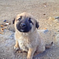 犬の写真